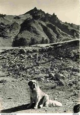 Animaux - Chiens - Saint Bernard au Chalet du Sancy en Auvergne - CPM - Voir Sca
