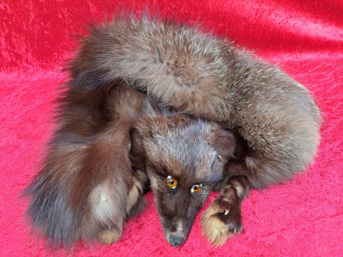Jolie vieux fuchs stola - jolie,,