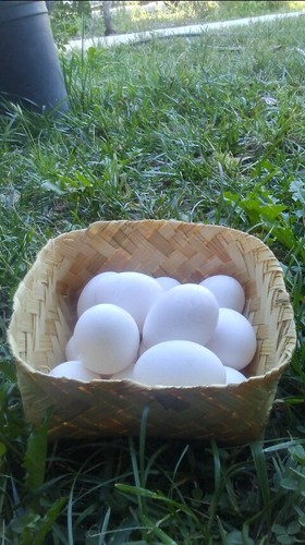 Weaved bamboo eggs - ,