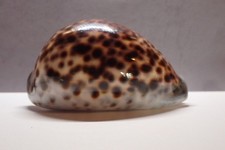 106- Sea shells - Cypraea