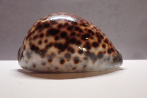 106 sea shells cypraea - 106-,