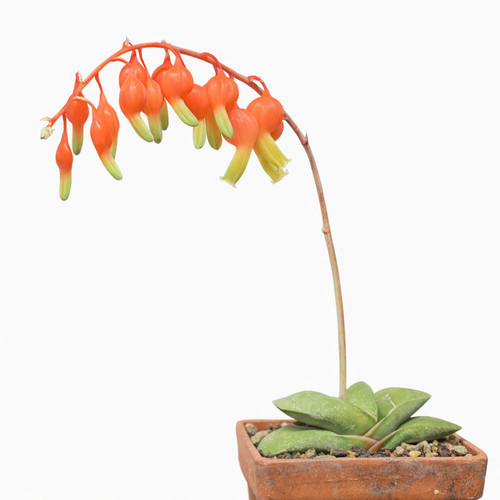 Gasteria glomerata seeds - glomerata,