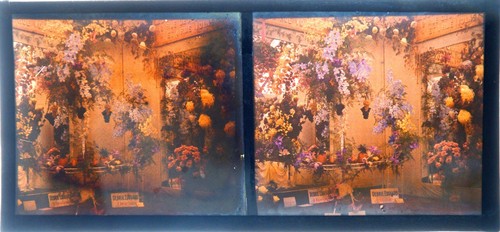 Autochrome stéréo verre - stéréo,