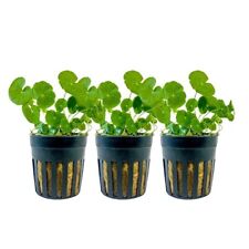 Aquarium Plante 3 Pièces