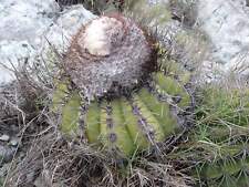 Melocactus white cephalium (Gran Roche Venezuela) SEEDS - GRAINES
