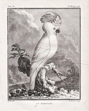 Cacatoès Kakadu Perroquet