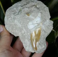 Dent requin fossile Lamna Obliqua 10x8.5cm Maroc collection ancienne cabinet