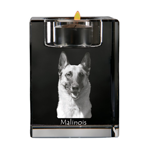 Malinois berger belge - belge,