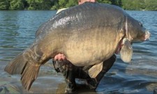 sweetner pour fabrication  bouillette peche carpe 