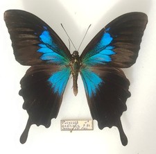 Papilio ulysse gabrielis mâle