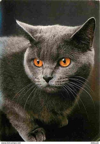 Carte postale animaux - carte,