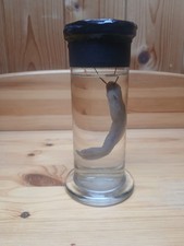 cabinet de curiosité authentique