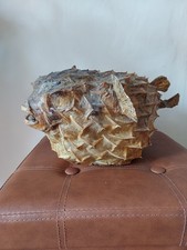 Ancienne carapace de Diodon
