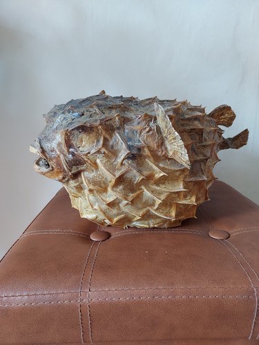 Ancienne carapace diodon - ancienne,