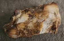 Fossile Pétrifié Bois Polie 1 Face