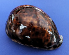 Cypraea Tigris 107,8 mm f+++ Madagascar " Grand et beau spécimen "