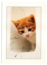 CPM: Chat, Chaton Tigré Roux et Blanc, Pattes de Velours, Photo Robert Cushman