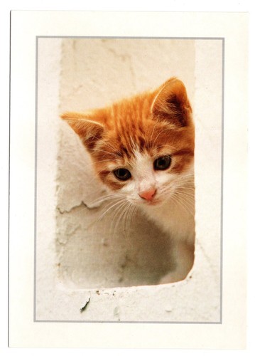 Cpm chat chaton tigré roux - chat,,