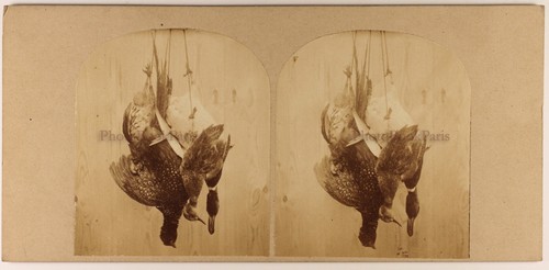 Nature morte etude - nature,