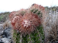 Melocactus sp. (Barquimiseto