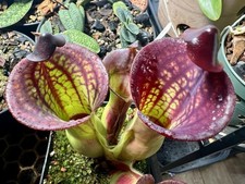 Heliamphora macdonaldae - AW Clone 1 - Carnivorous Plant