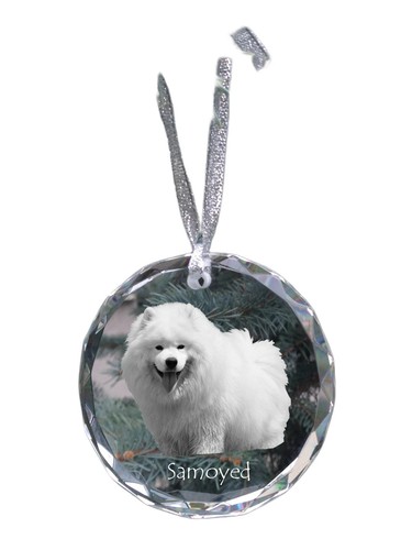 Samoyède chien samoyed - samoyède,,