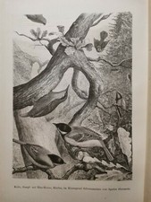 1882 Ancienne Gravure sur Bois