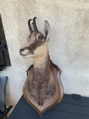 Trophée chasse chamois de - trophée,