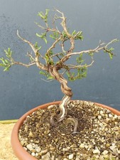 Bonsaï thym 17 cm - thym, x
