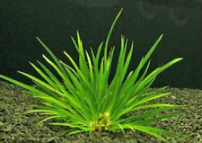 acorus pusillus aurea petite plante avant plan herbe  aquarium bassin terrarium