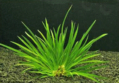 Acorus pusillus gold - acorus,