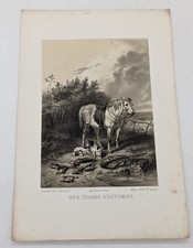Gravure chasse cheval, chiens