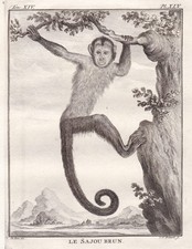 Singe Capucin À Casquette