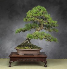 PIN NOIR DU JAPON - PINUS