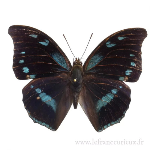 Entomologie nymphalidae non - entomologie,