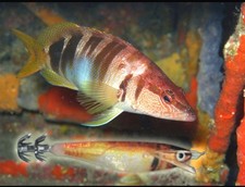 Lot de 3 turluttes à Calamars