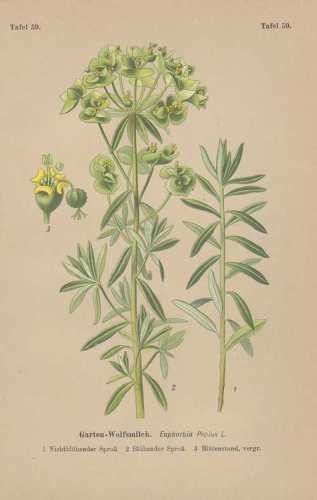 Euphorbia esula lait de - esula,