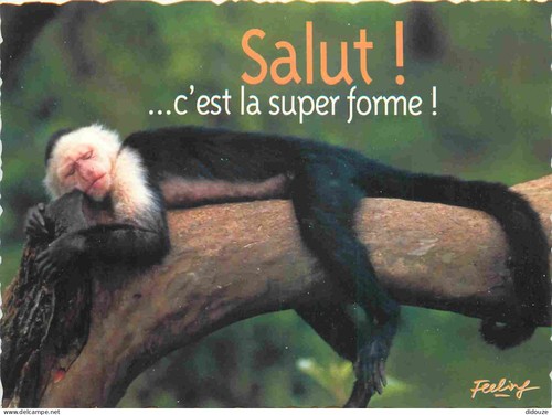 Carte postale animaux - postale,