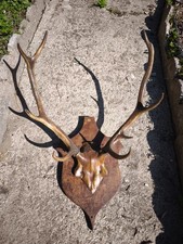 Bois de Cerf sur socle