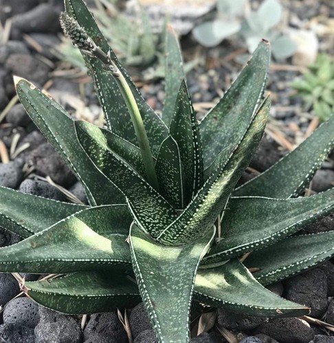 Gasteria acinacifolia seeds - gasteria,