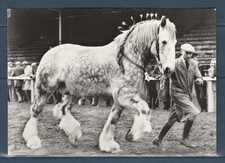 CPSM vers 1960  faune animaux