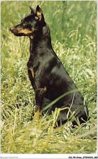 AILP8-0802 - CHIEN - pinscher nain