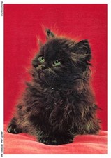 ASHP3-0169-CHAT - CHATON PERSAN NOIR SUR UN TISSU ROUGE