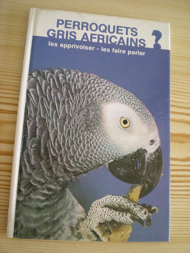 Perroquets gris africains - -,