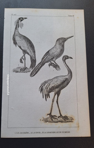 Gravure buffon oiseau le - oiseau:,