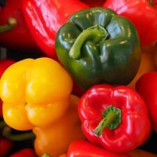 15 GRAINES Poivron YOLO WONDER