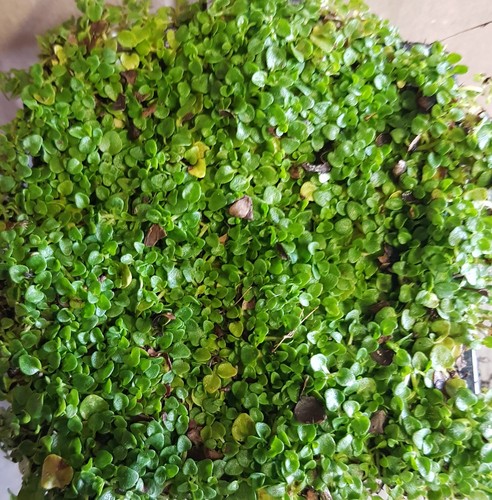 Mentha requienii menthe - mentha,