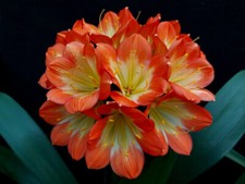 Clivia N°105 (Playboy x Zol)