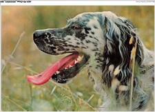 Akvp9 0737 chien setter - -,