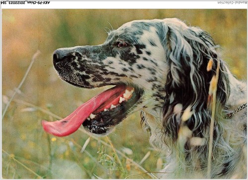 Akvp9 0737 chien setter - -,